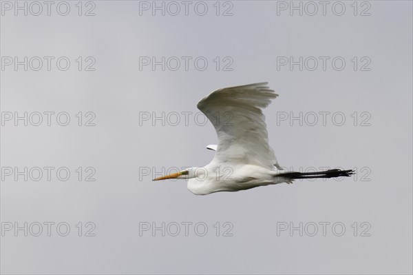 Great egret