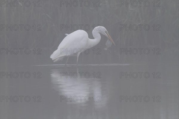 Great egret