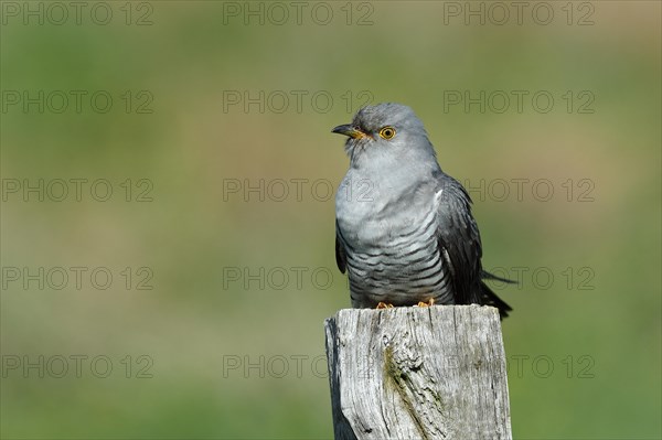 Common cuckoo