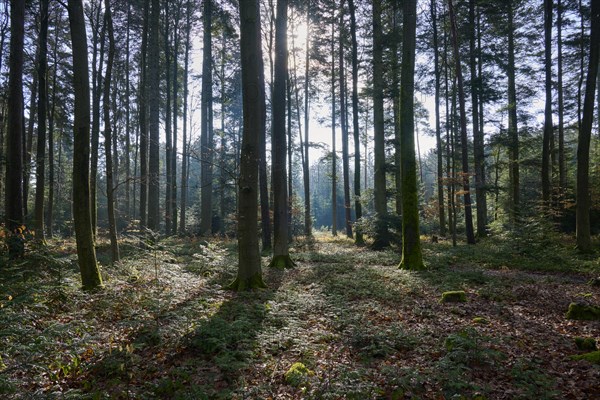 Mixed forest