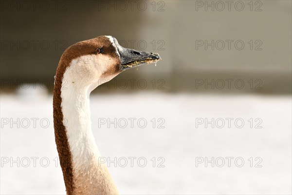 Side view of head of Swan goose bird