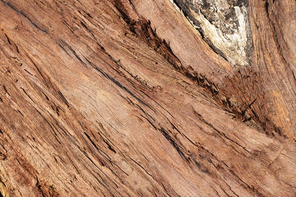 Wood texture with grains