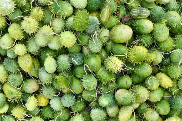 Many small ornamental green wild cucumber gourds with thorns. Botanic name 'Echinocystis Lobata'