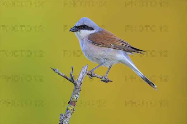 Red-backed Shrike