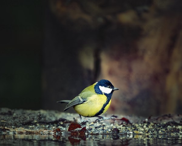 Great tit