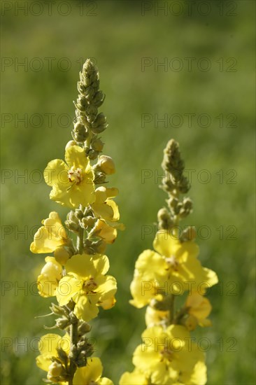 Yellow dense-flowered mullein