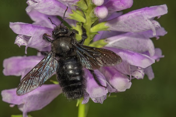 Blue wood bee