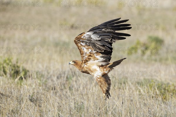 Tawny Eagle