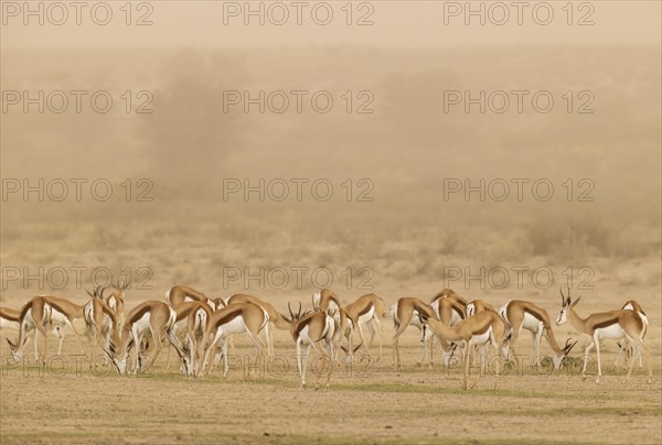 Springbok