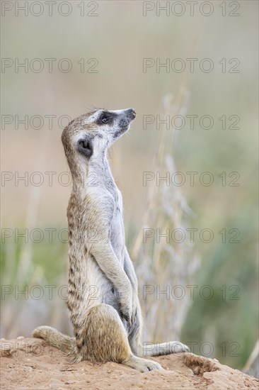 Suricate