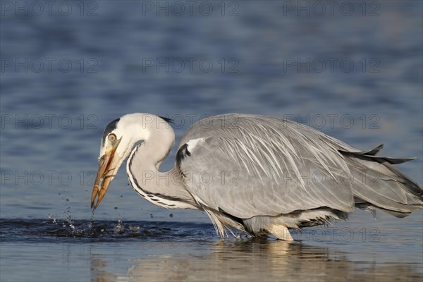 Grey heron