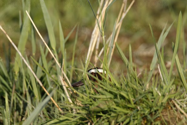 Garganey