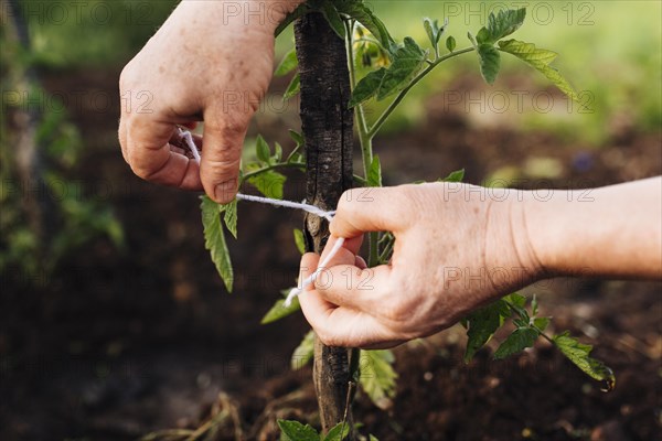 Close up staking plant