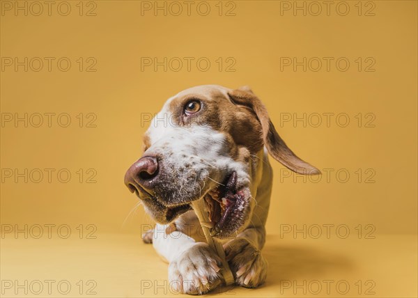 Front view lovely dog eating bone