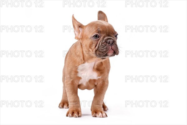 Blue fawn French Bulldog dog puppy standing on white background