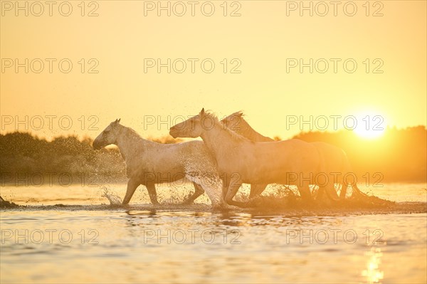 Camargue horses running through the water at sunrise