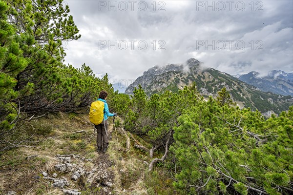 Mountaineer on the ridge of the Katzenkopf covered with mountain pines
