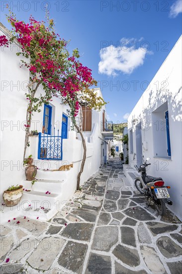 White Cycladic houses with blue doors and windows and flower pots with red bougainvillea