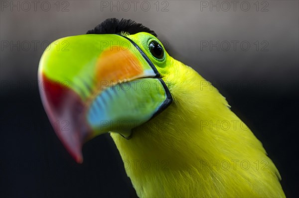 Keel-billed toucan