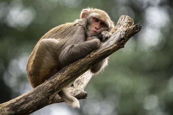 Rhesus macaque