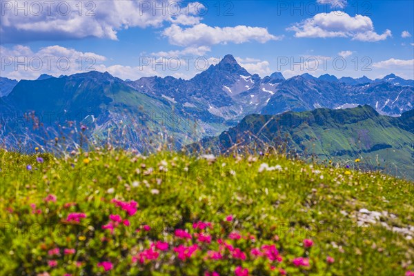 Alpine rose blossom