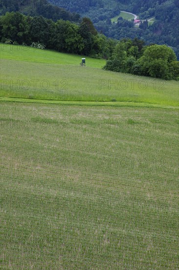 Maize field with hunter's high on the edge of the forest