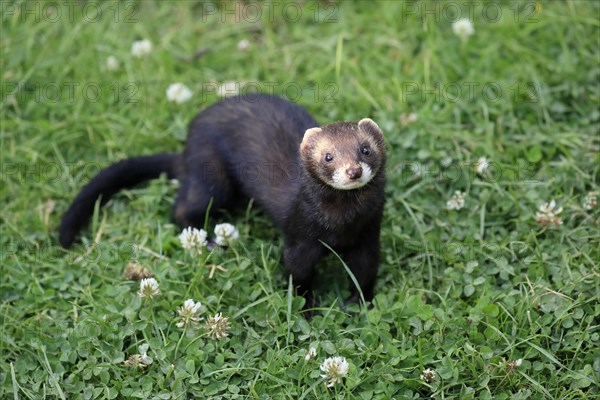 European polecat