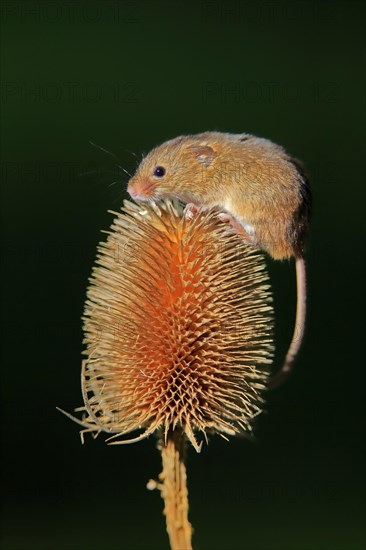 Eurasian harvest mouse