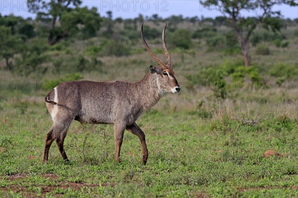 Ellipsen waterbuck