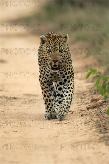 Leopard