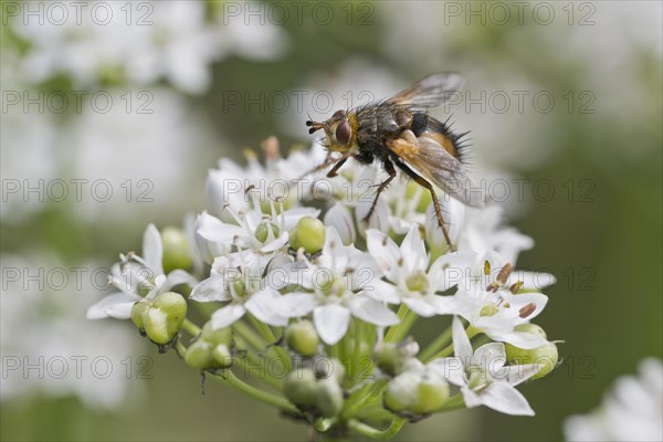 Hedgehog fly