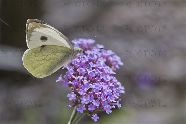 Cabbage butterfly