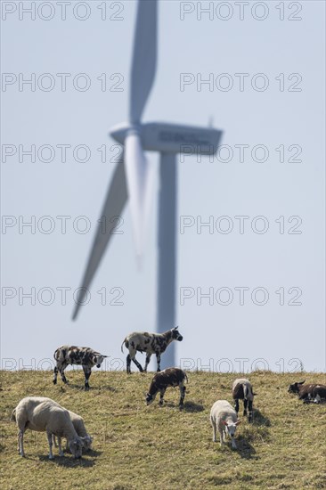 Sheep standing on a dike by the sea in front of a wind turbine for wind energy