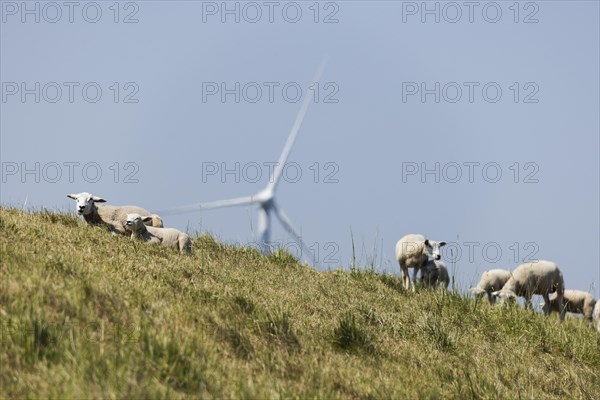 A flock of sheep