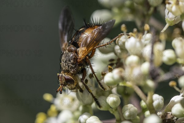 Hedgehog fly