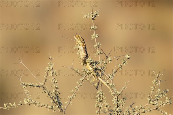 Ground Agama