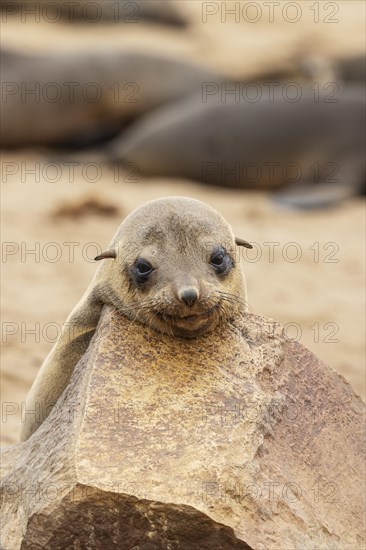 Cape Fur Seal