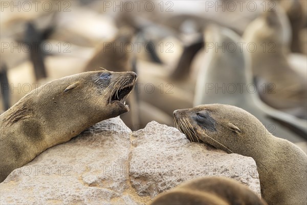 Cape Fur Seal