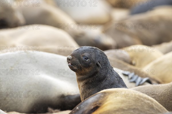 Cape Fur Seal