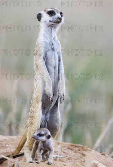 Suricate