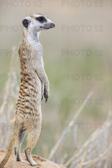 Suricate