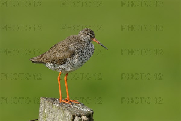 Common redshank