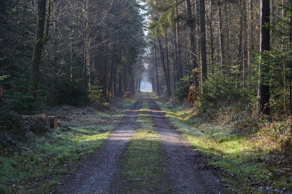 Forest path