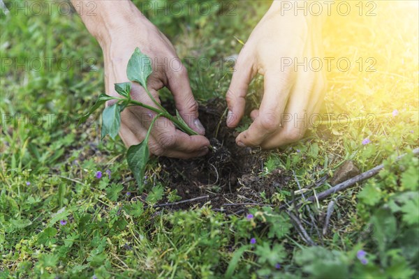 Crop hands planting sprig