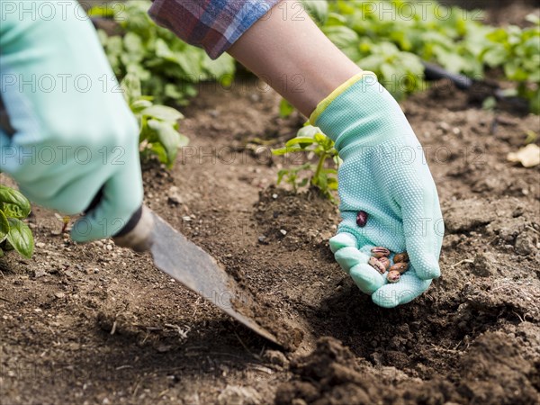 Woman planting beans ground