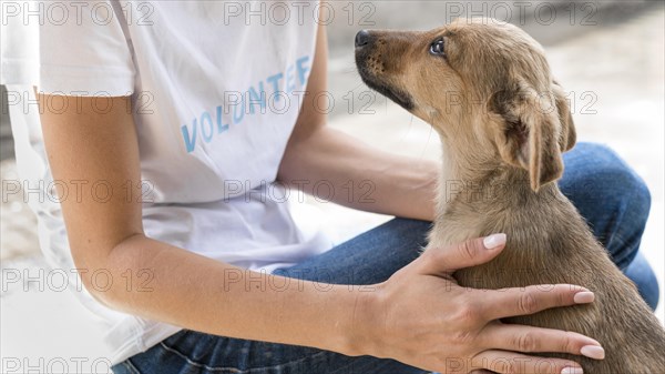 Side view rescue dog loving affection receives from woman shelter