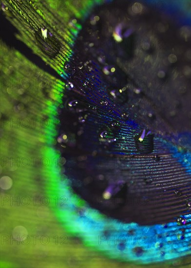 Detail fresh water droplets peacock bird s feather