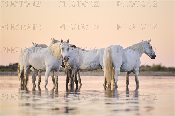 Camargue horses standing in the water at sunrise