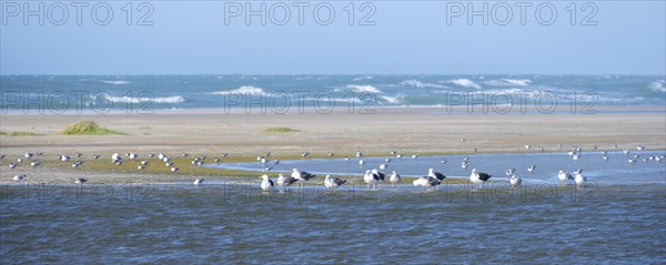 Seagulls on the beach