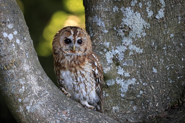 Tawny owl